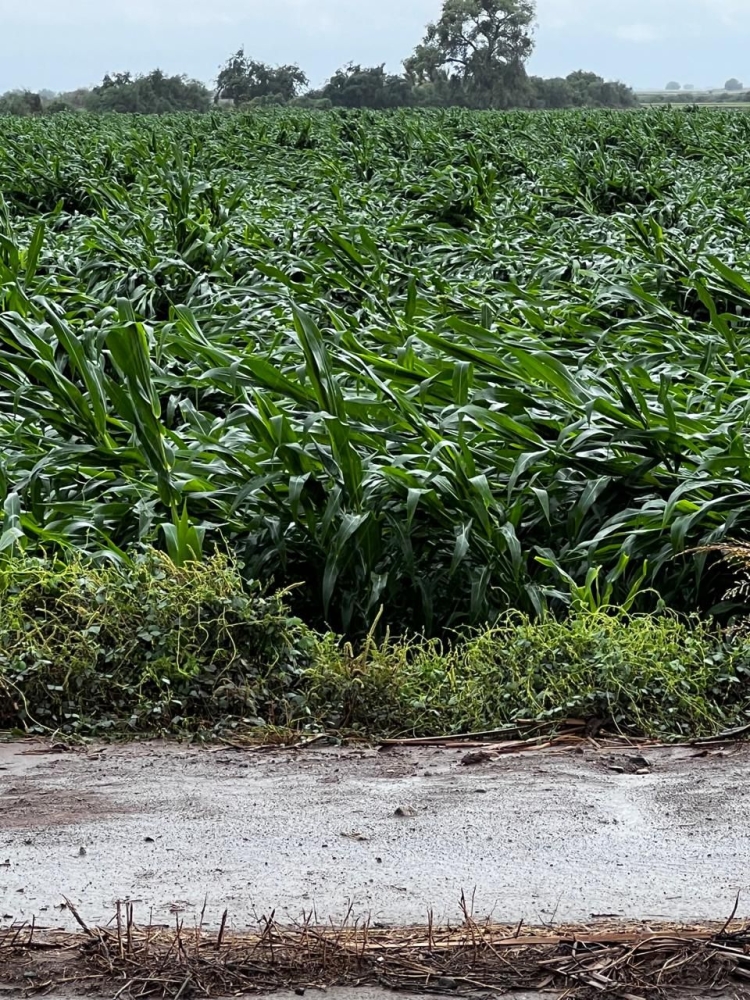Lluvias dejaron p&eacute;rdidas a productores agr&iacute;colas de ma&iacute;z, frijol y garbanzos: Agust&iacute;n Laguna
