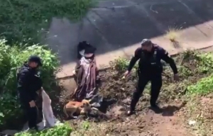 EDITORIAL: La protecci&oacute;n animal, otra vez pisoteada